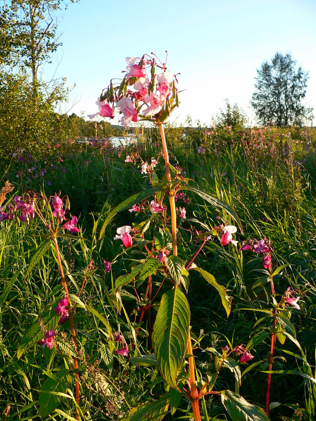 2010-08-18--19.49.42.jpg