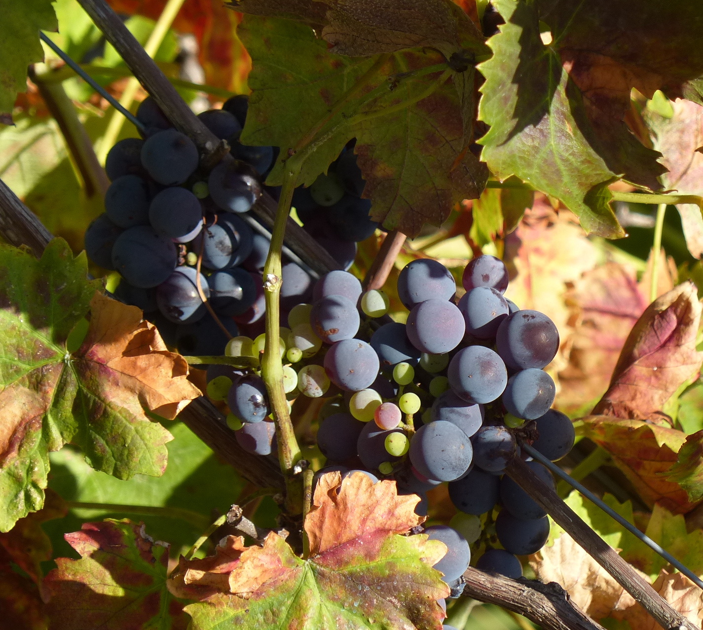 2013-10-02--08.30.49.jpg
