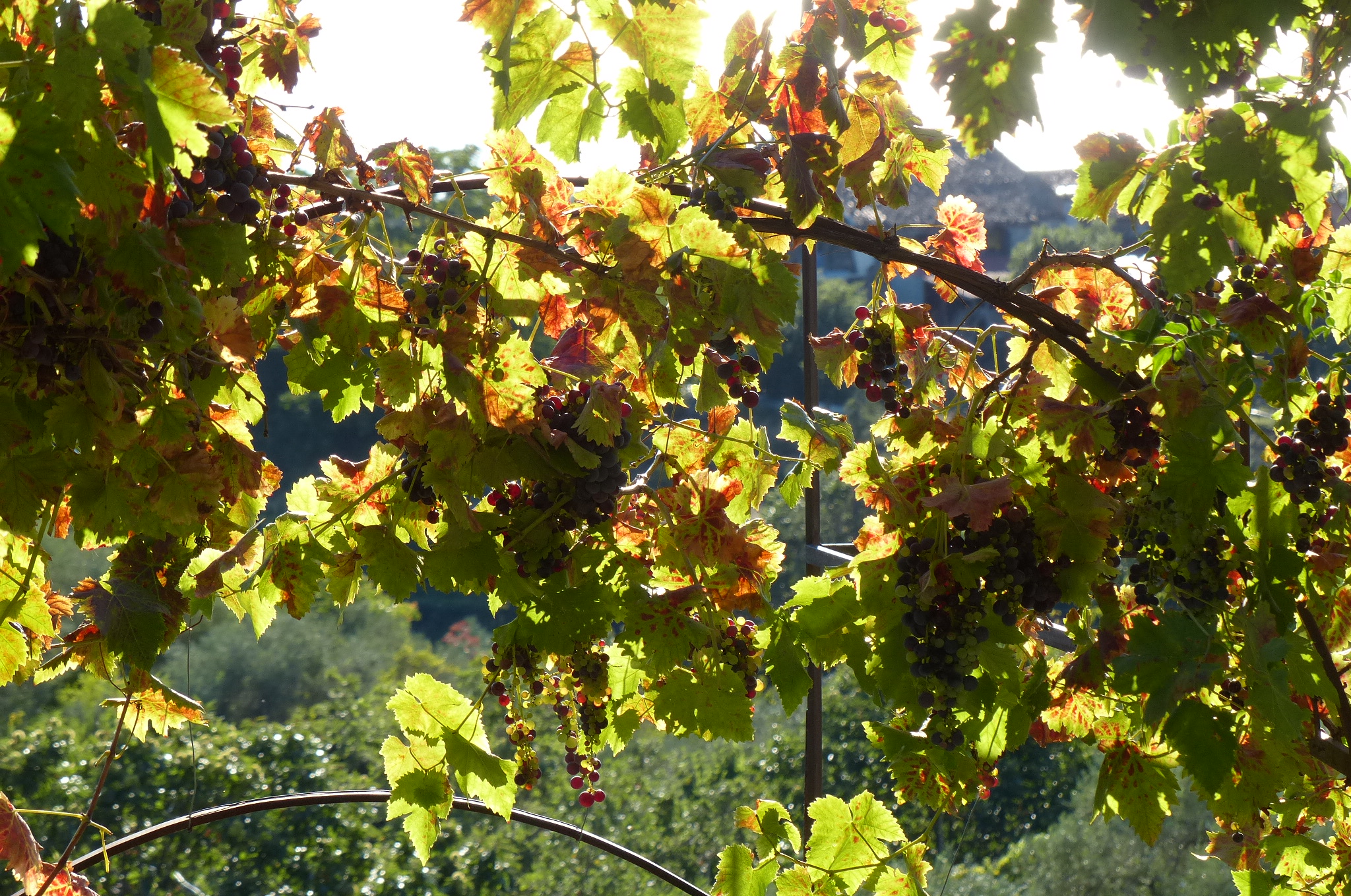 2013-10-02--08.46.11.jpg