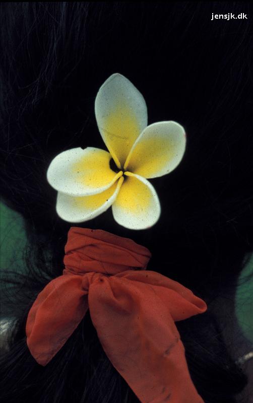 1981