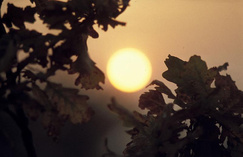 3645
