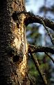 4932